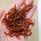 ⏰Buy 3  Get 2 Free 🔥 Simulation Earthworm Soft Fishing Lures Shrimp Scented Artificial Worm Baits for Freshwater and Saltwater Pack of 50 or 100